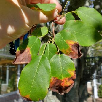 Amelanchier Canadensis leaf